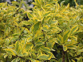 Дерен білий Гоучаулті​​​​​​​​​​​ / С3 / Cornus alba Gouchaultii, фото 2