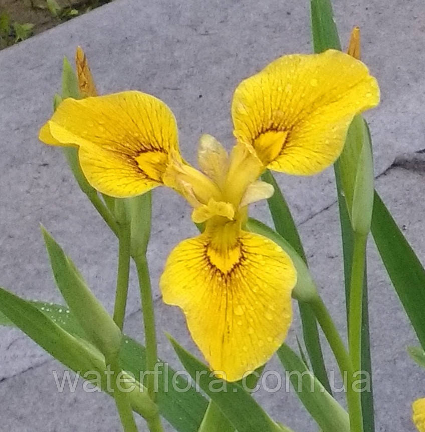 Ірис аіроподібний Берлін Тайгер — Iris pseudacorus Berlin Tiger доросла рослина