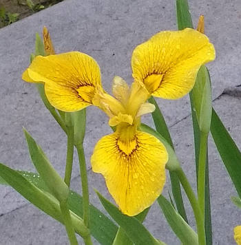 Ірис аіроподібний Берлін Тайгер — Iris pseudacorus Berlin Tiger