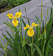 Ірис аіроподібний Берлін Тайгер — Iris pseudacorus Berlin Tiger, фото 3