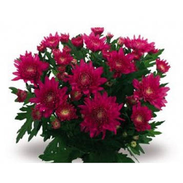 Хризантема Маріо (зкс)