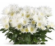 Хризантема Артистік Спайдер (зкс)