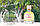 Lanvin A Girl in Capri 90 ml Оригінал, фото 3
