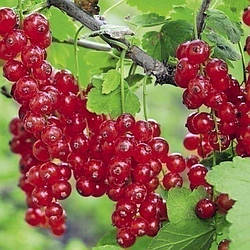 Саджанці Смородина червона, Джонкер Ван Тетс