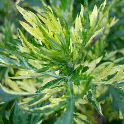 Саджанці Полину Варієгата (Variegata) Р9