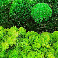 Стабілізований мох