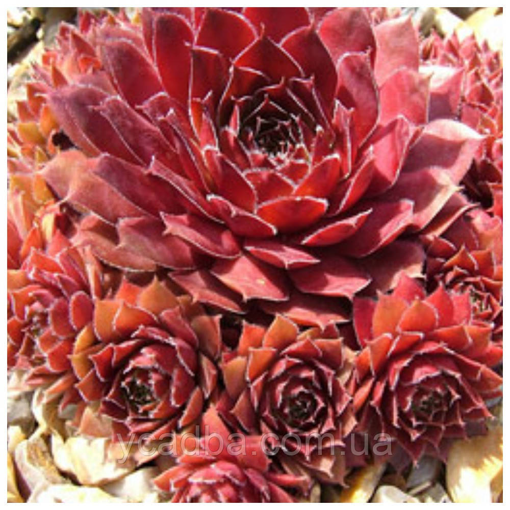 Кам'яна троянда молодило Ред Рубін Red rubin (горщик 0,5л), фото 1