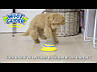 Гумова іграшка для Собак Woof Glider М'яч Woof Glider N, фото 6