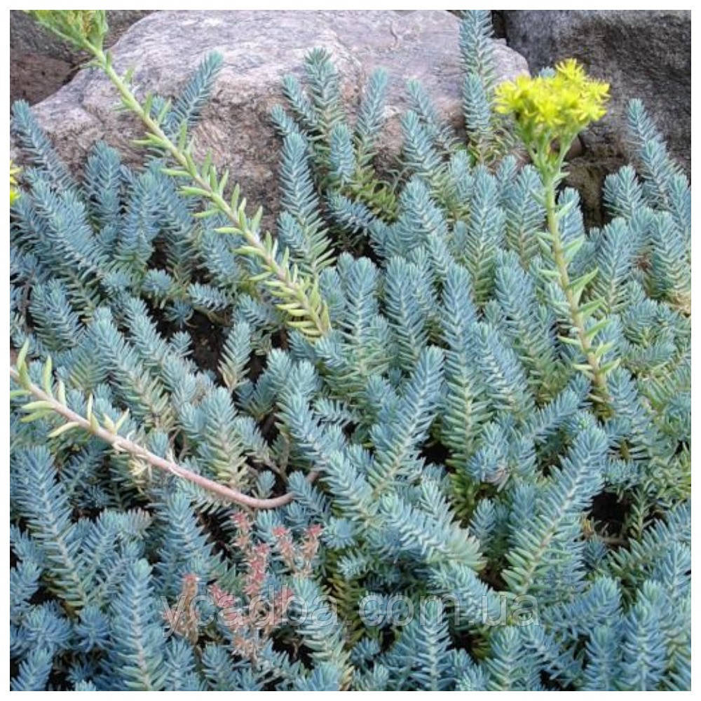 Очиток Блакитний килим (горщик 0,5л), фото 1