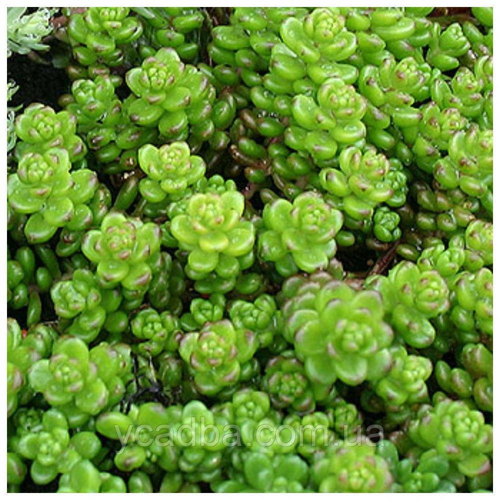 Седум Мурале 14 (горщик 0,5л), фото 1