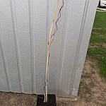 Гліцинія ряснобарвна, Wisteria floribunda, 90 см, фото 3