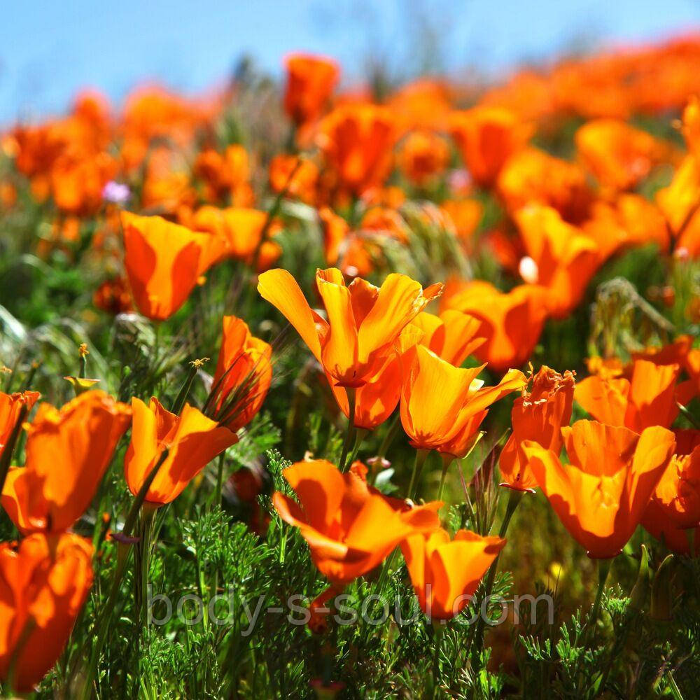 Косметична віддушка Sunshine Poppies №60, про-ль США (Brambleberry), ваніль 0%
