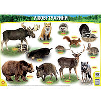 Плакат Лісові тварини ФОРМАТ А1. Вид."Ранок""Зірка"