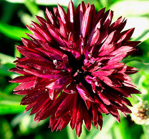 Волошка махрова червона 0,5 г, насіння Яскрава, фото 2