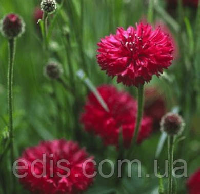 Волошка махрова червона 0,5 г, насіння Яскрава