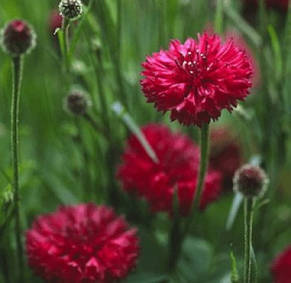 Волошка махрова червона 0,5 г, насіння Яскрава, фото 1