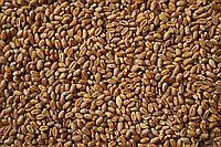 Пшеница зерно (миним заказ 50 кг)