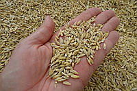 Ячмень зерно (минимальный заказ 50 кг)