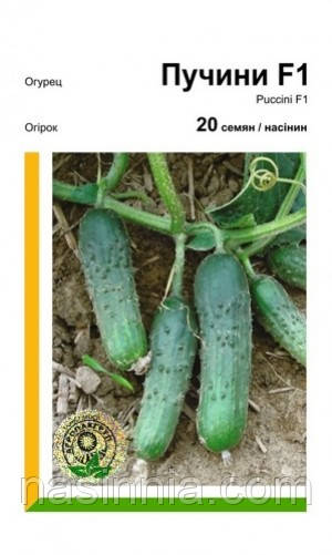 Огірок Пучіні F1 20 насінин, фото 1