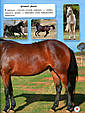Світ навколо нас. Коні, фото 5