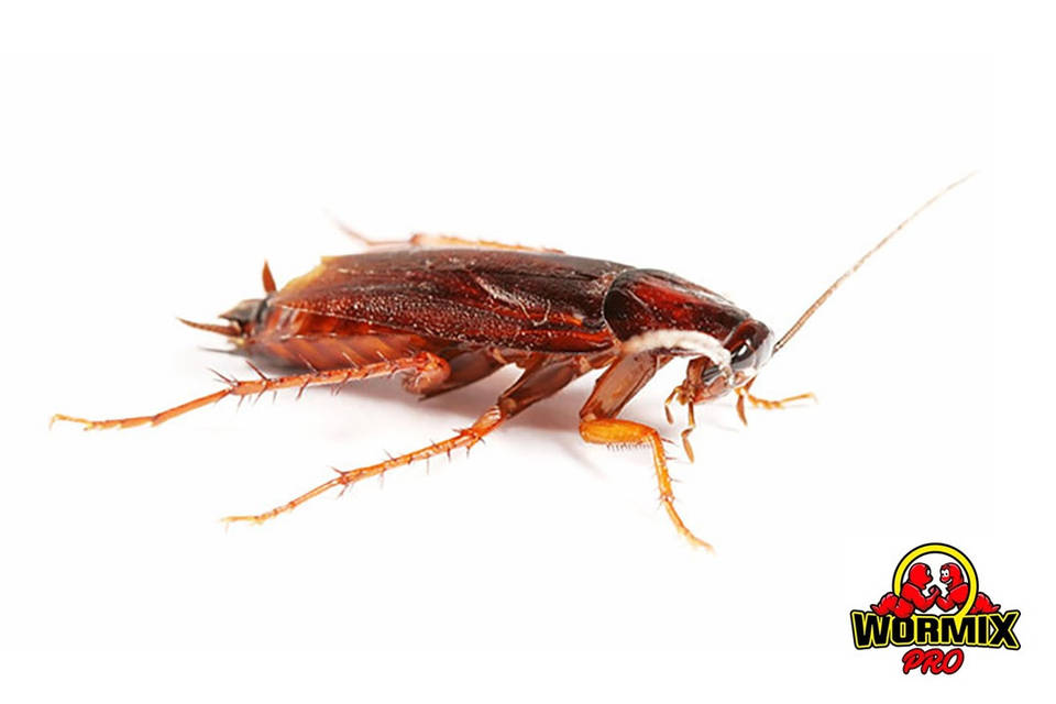 Әйелдердің қынаптарының фотосуреттерінің жинағы Порно бар эротикалық билер