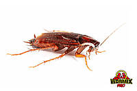 Живий корм Таракан туркменський (Shelfordella tartara)