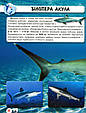 Світ навколо нас. Акули, фото 6