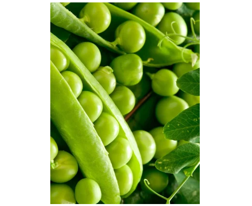 Насіння гороху Преладло F1, надрань 1 кг, Syngenta, Голландія