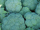 Насіння броколі Корато F1, 2500 насінин, фото 2