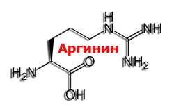 Для чого потрібен Л-Аргинин