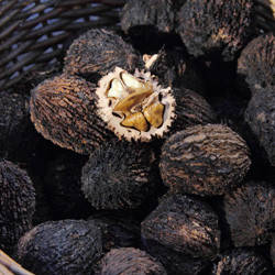 Чорний горіх