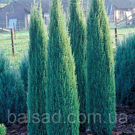 Ялівець звичайний Сентінел / Juniperus Sentinel, фото 1