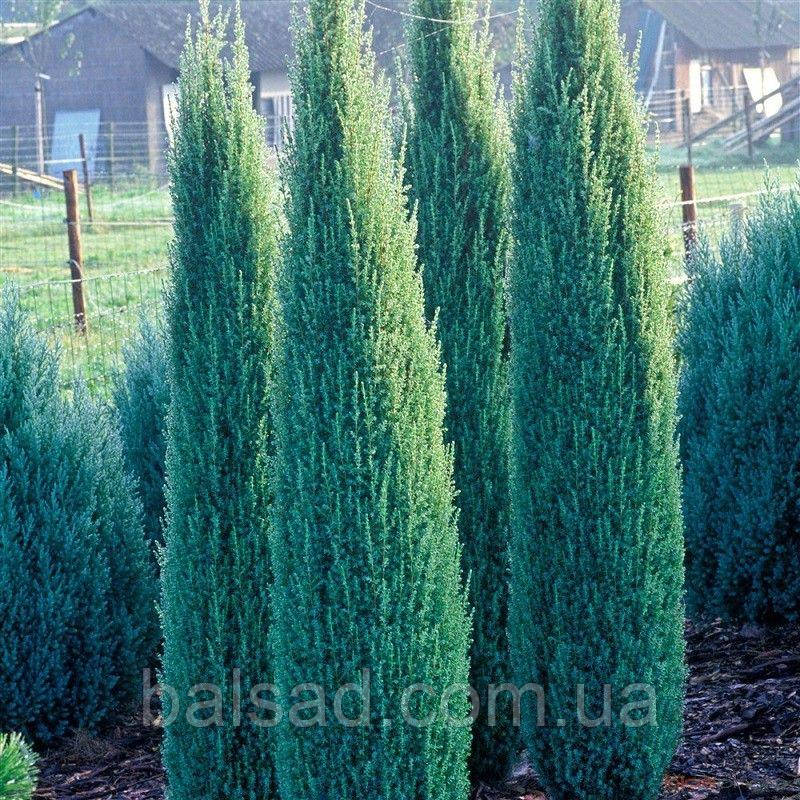 Ялівець звичайний Сентінел / Juniperus Sentinel
