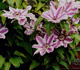 Клематис Capitan Thuilleaux (Капітан Туллекс), фото 3