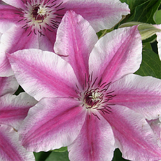 Клематис Capitan Thuilleaux (Капітан Туллекс), фото 4