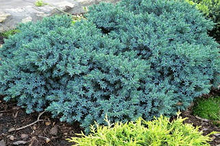 Ялівець Блю Стар / С2 / d 20-25 / Juniperus Blue Star, фото 4
