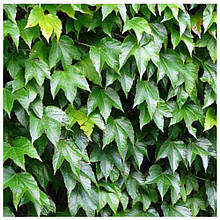 Виноград Вічі, сіянець (горщик 0,5л)