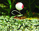 Бойл DYNAMITE BAITS Two-Tone Pop-Up - Krill & Banana 15mm, фото 2