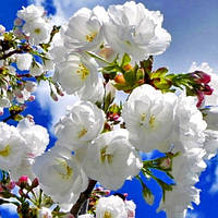 Саджанці сакури білої махрової (Н 1,2-1,5)