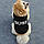 Майка для собак «BOSS», футболка для собак, одежда для собак мелких и средних пород, фото 4