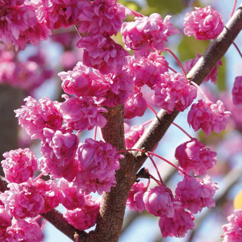 Саджанці Багряника (церсису) канадського "Pink Pom Poms"