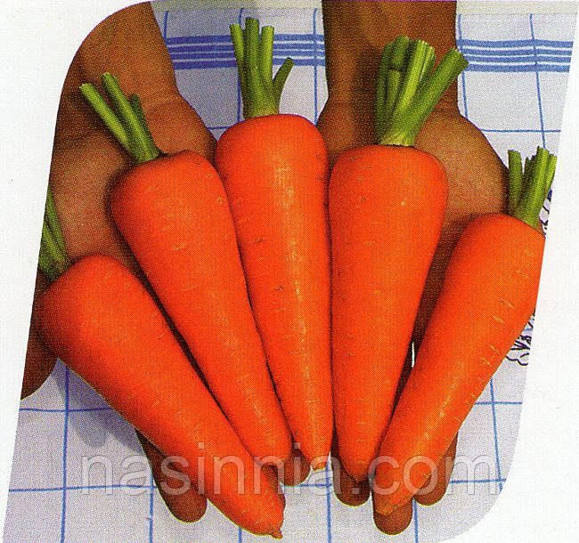Морковь Кордоба F1 10 грамм - фото 1 - id-p1179083866