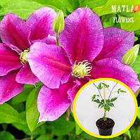 Саженцы клематиса - купить недорого, Prom.ua: цены, акции и отзывы ...