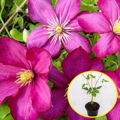 Саженцы клематиса - купить недорого, Prom.ua: цены, акции и отзывы ...