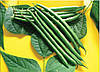 Квасоля спаржева Серенгеті 100 насінин, фото 2