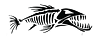 Barracuda