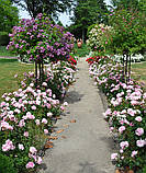 Опора садовая  Зонтик порошковая покраска (200х80см), фото 4