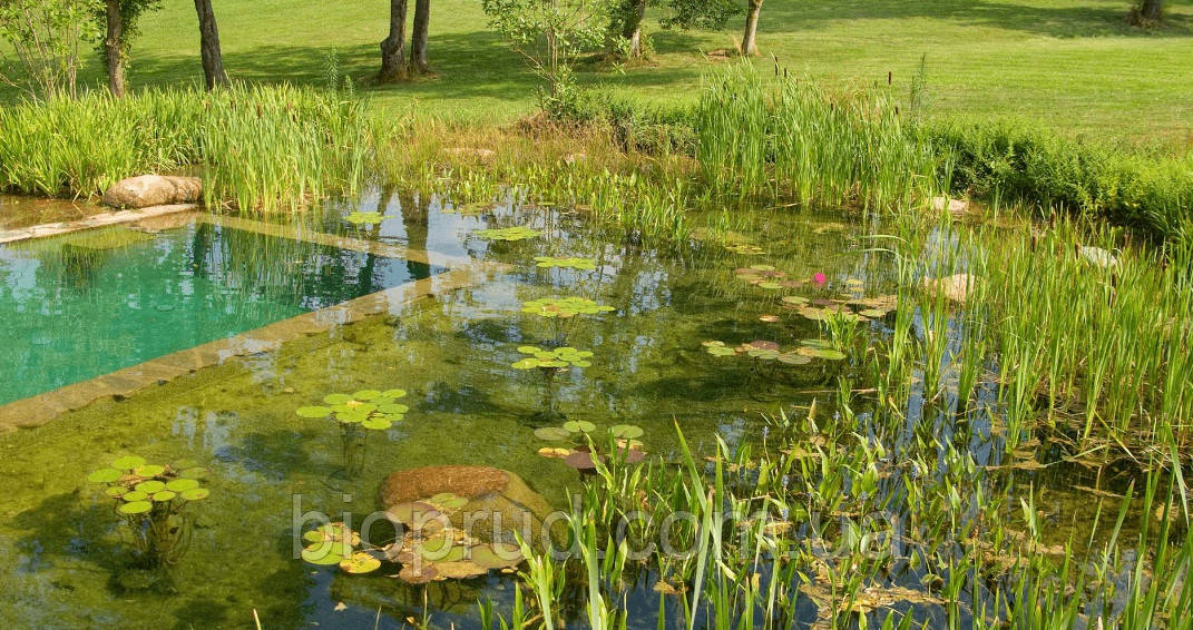 Фільтрація води в ставку.