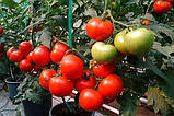 Насіння томату Беллфорт F1, 500 насінин, фото 2