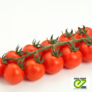 Насіння томату Сакура F1, 250 насінин